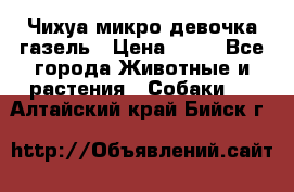 Чихуа микро девочка газель › Цена ­ 65 - Все города Животные и растения » Собаки   . Алтайский край,Бийск г.